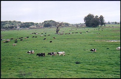 Great blue herons, geese, hawks, quail, peacocks, cows, coyotes, and other amazing creatures